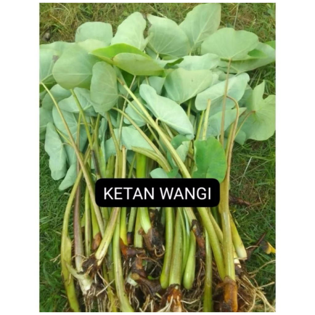 BIBIT TALAS BOGOR KETAN WANGI PULEN KUALITAS TERJAMIN BERUMBI /pohon