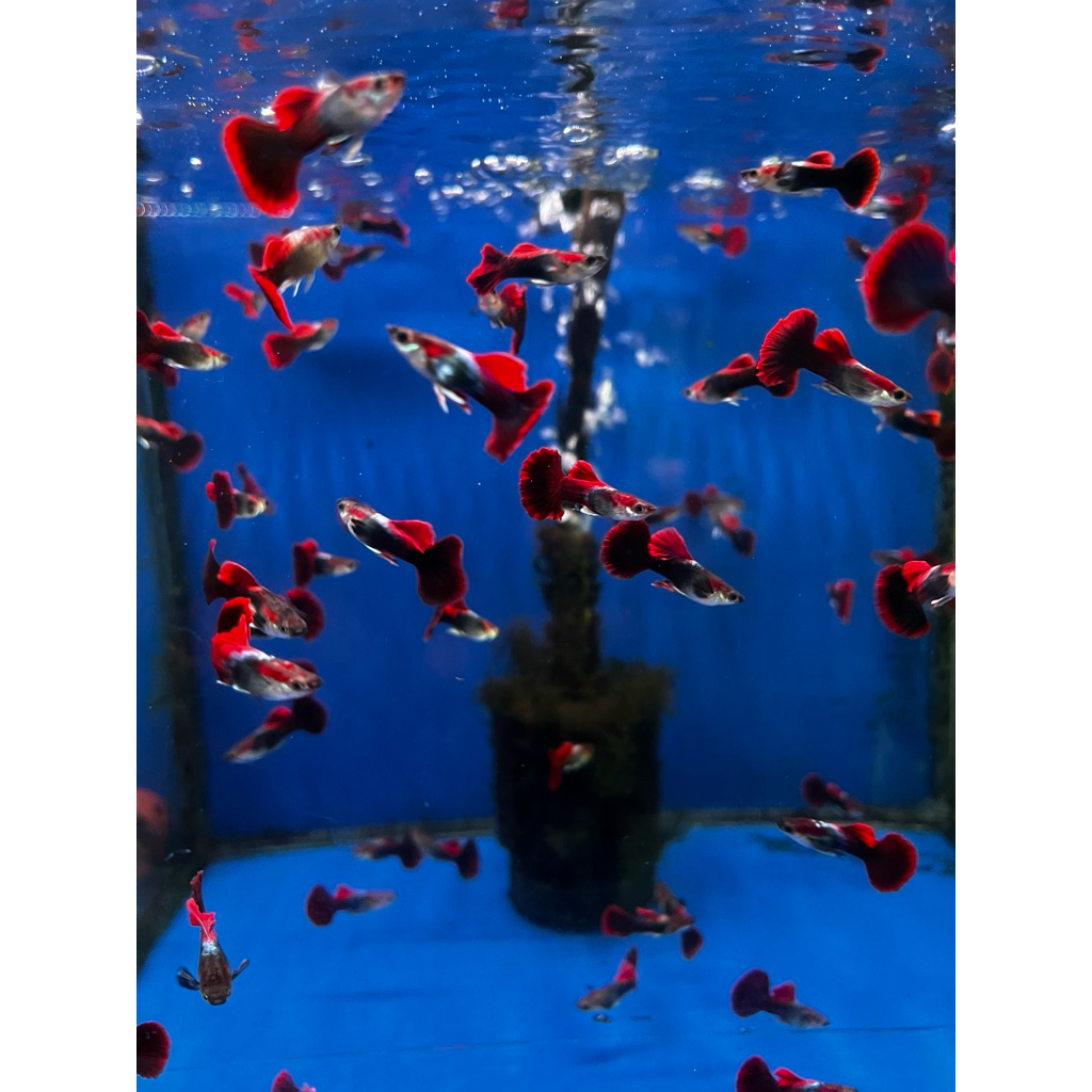 Guppy Hb red hanya jantan