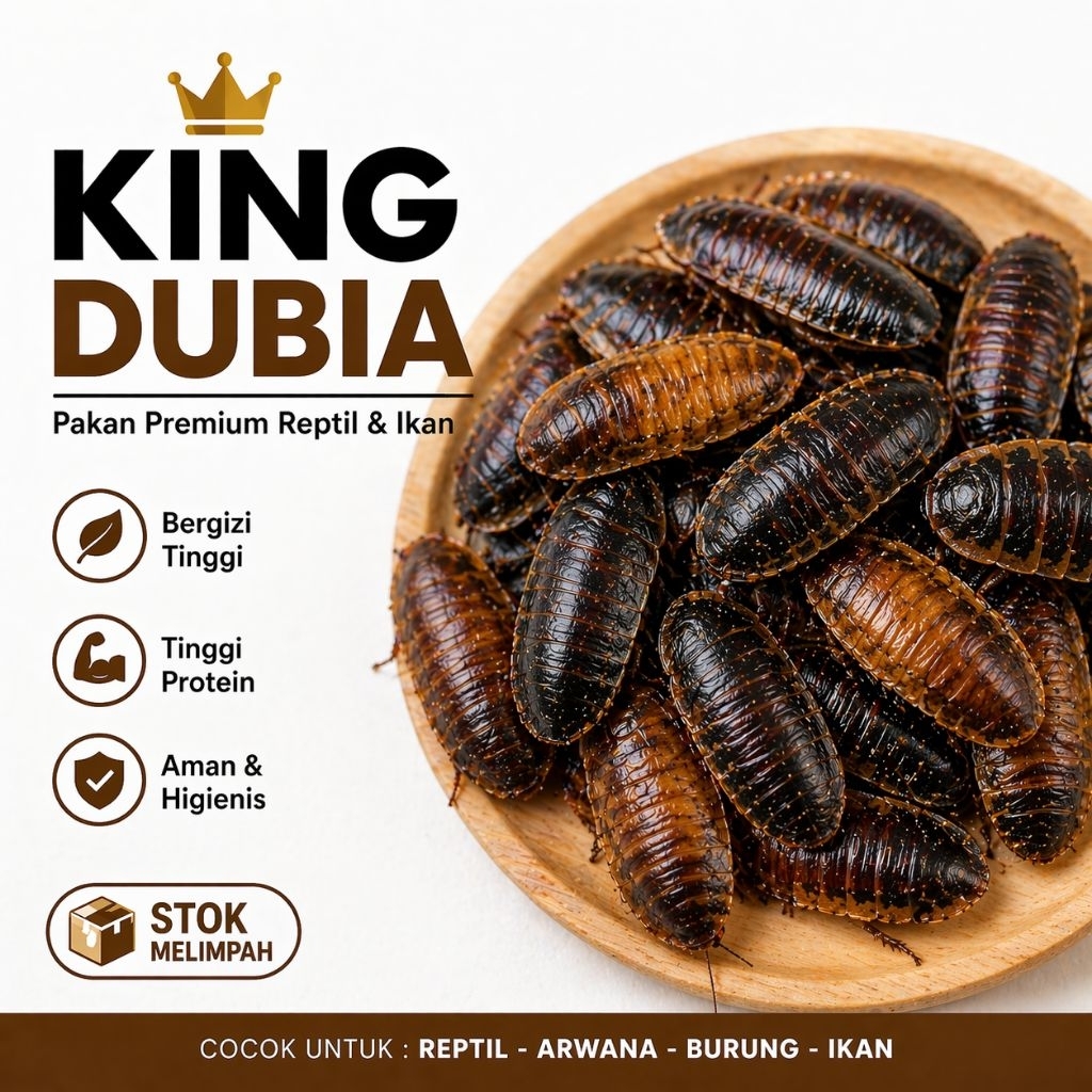 Dubia pakan 2-3cm TERMURAH KECOA DUBIA