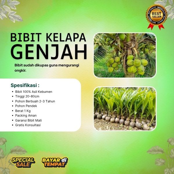 TERLARIS  Pohon Kelapa Hibrida Asli, Pohon Kelapa Hibrida Aceh