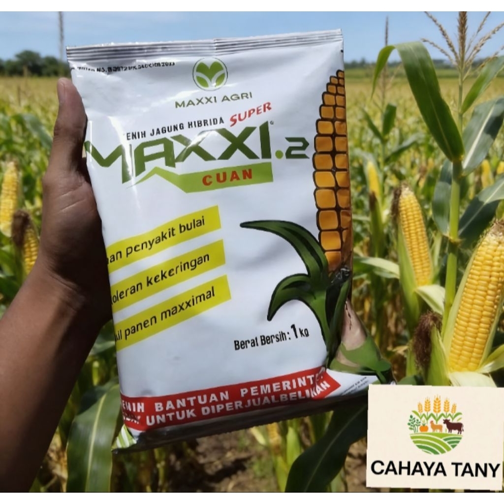 MAXXI2 benih jagung hibrida super - original