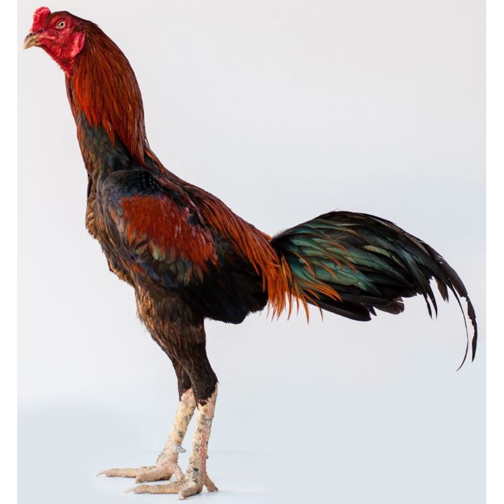 telur ayam bangkok thailand fertil ditetaskan -kualitas tinggi