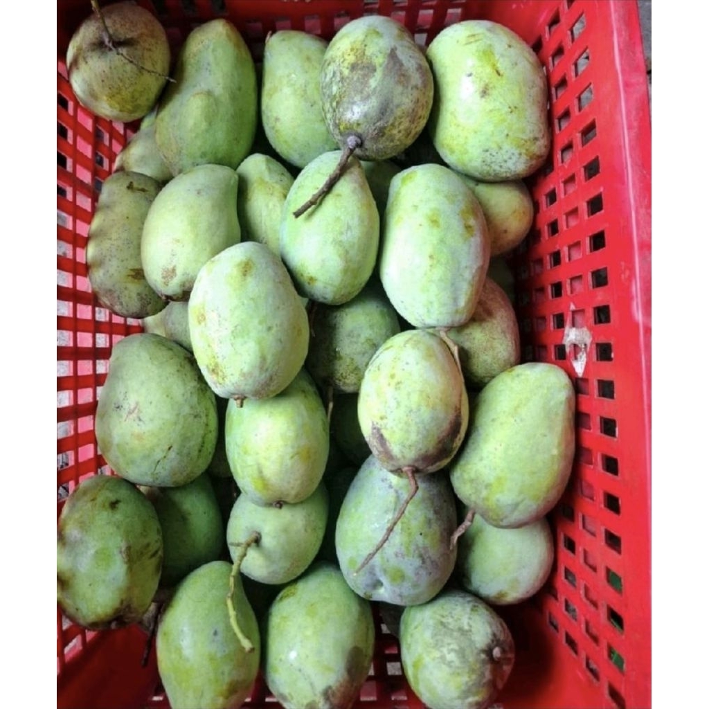 mangga lndramayu fresh mangga rujak Indramayu 1 kg