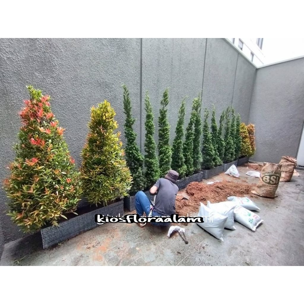 Taman minimalis dalam rumah / pembuatan dekorasi taman / taman kering / taman vertikal garden / tama