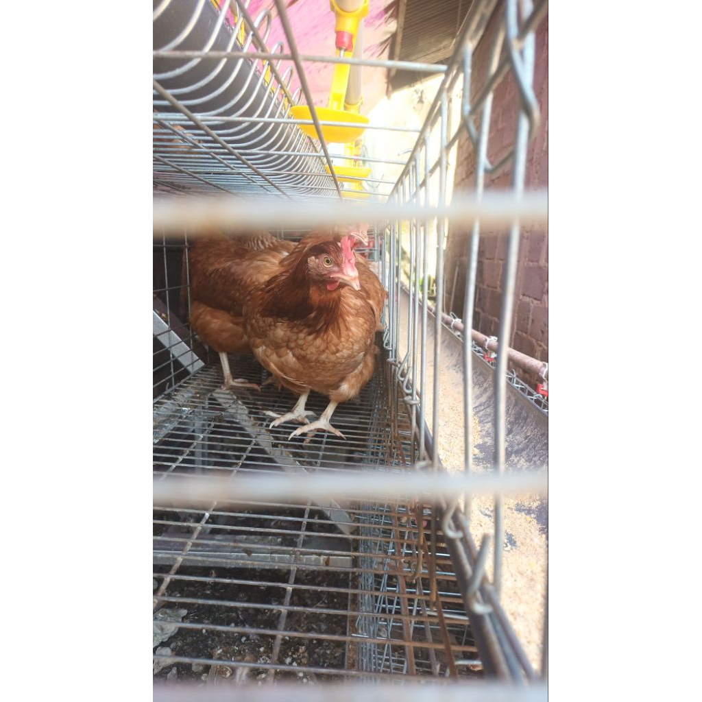 ayam petelur pullet usia 15-18 minggu full vaksin