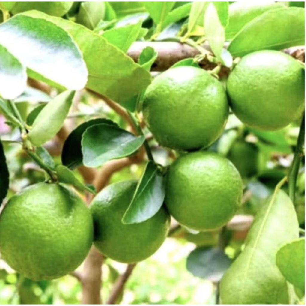 Pohon Jeruk Nipis Okulasi/Bibit Pohon Jeruk Nipis/ Tanaman Jeruk Nipis Okulasi