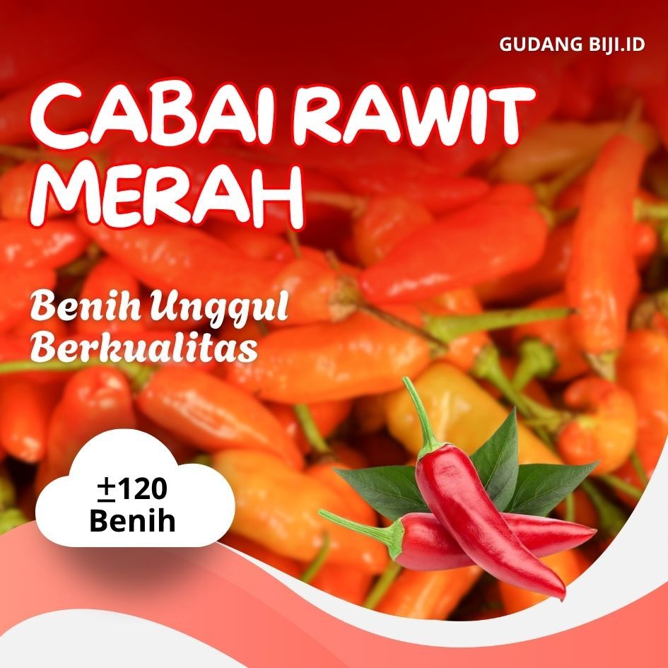 bibit cabe rawit merah unggul