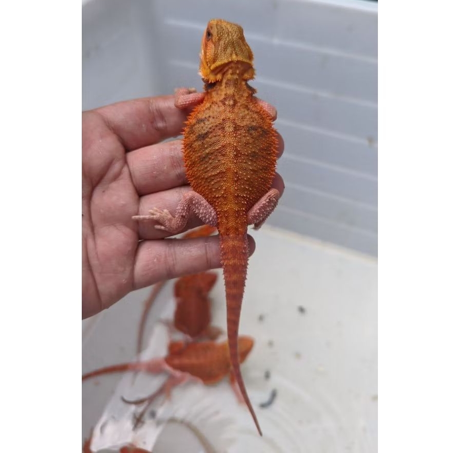 GR Reptile Super Red hypo trans 25-29cm