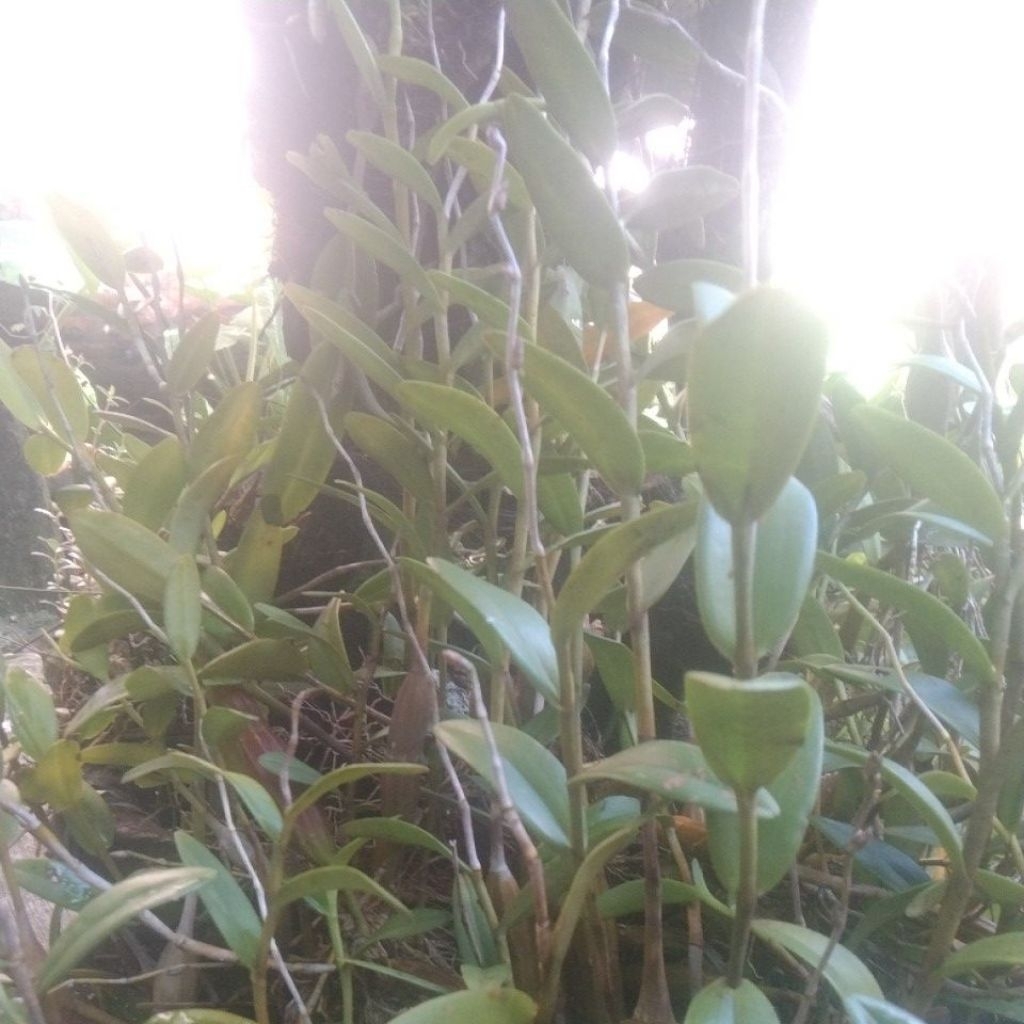 Anggrek merpati putih bunga wangi