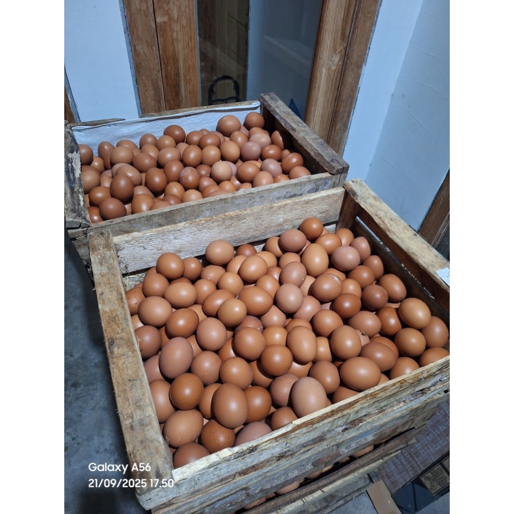 Telur Ayam horn 1kg (pengiriman paiton) - Segar, Berkualitas, Tinggi Protein