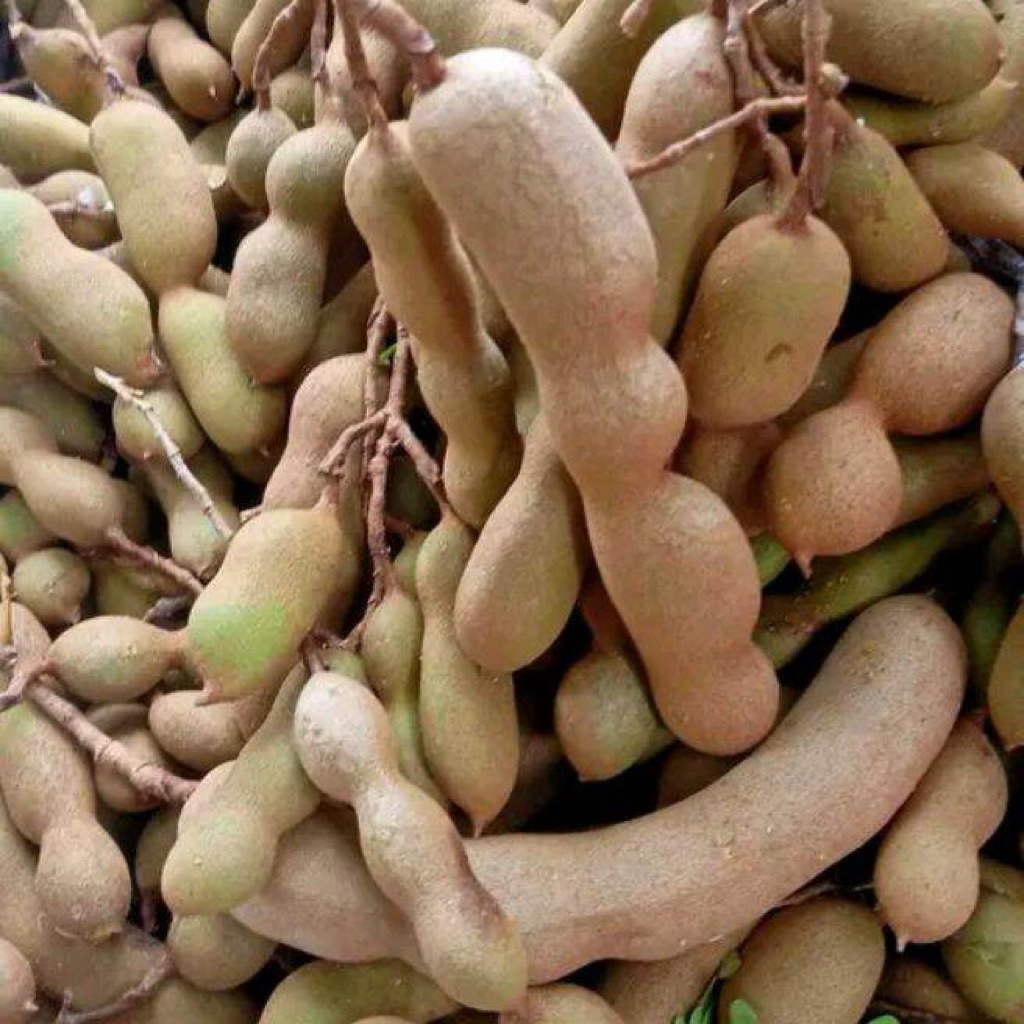 Asam Jawa Mentah 1Kg asam jawa fresh mentah segar 1kg Asam fresh mentah- Segar, Alami, Mudah Disimpa