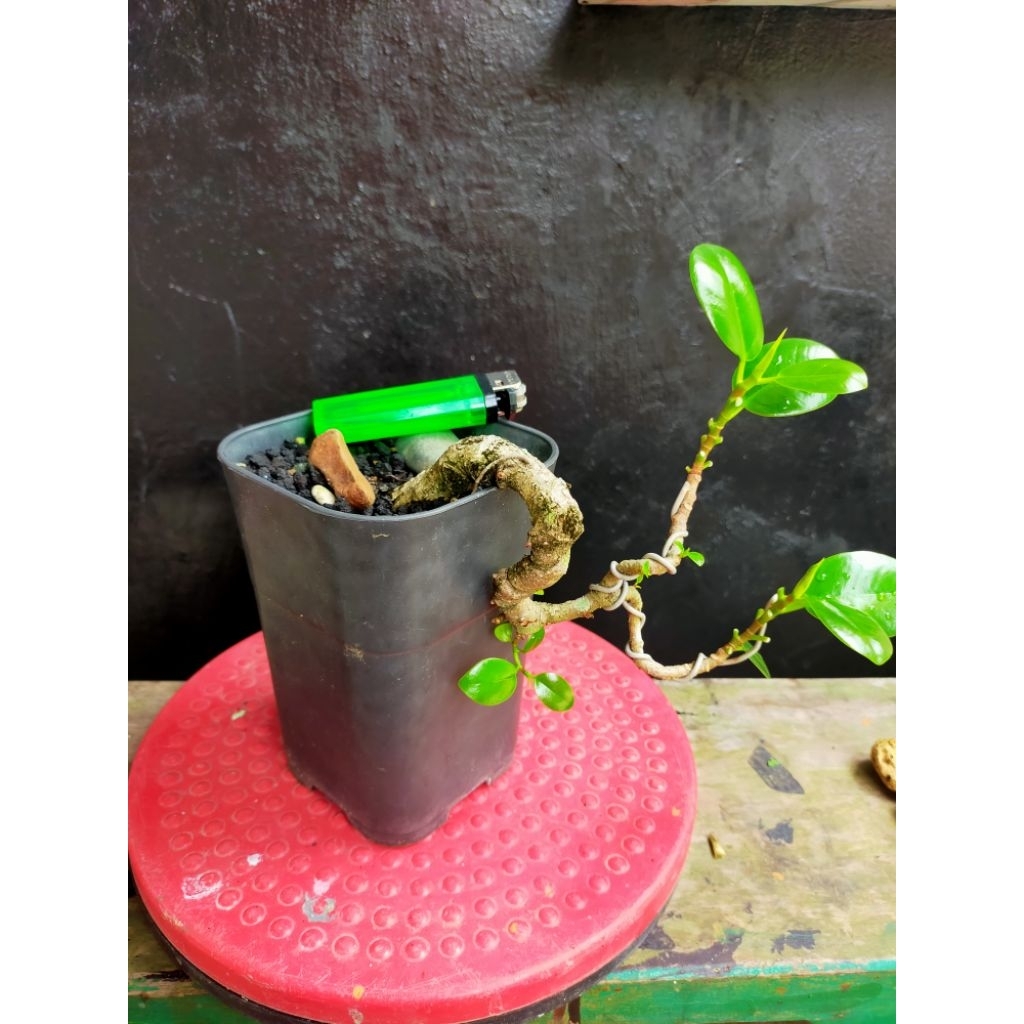 bonsai cascade mini ficus