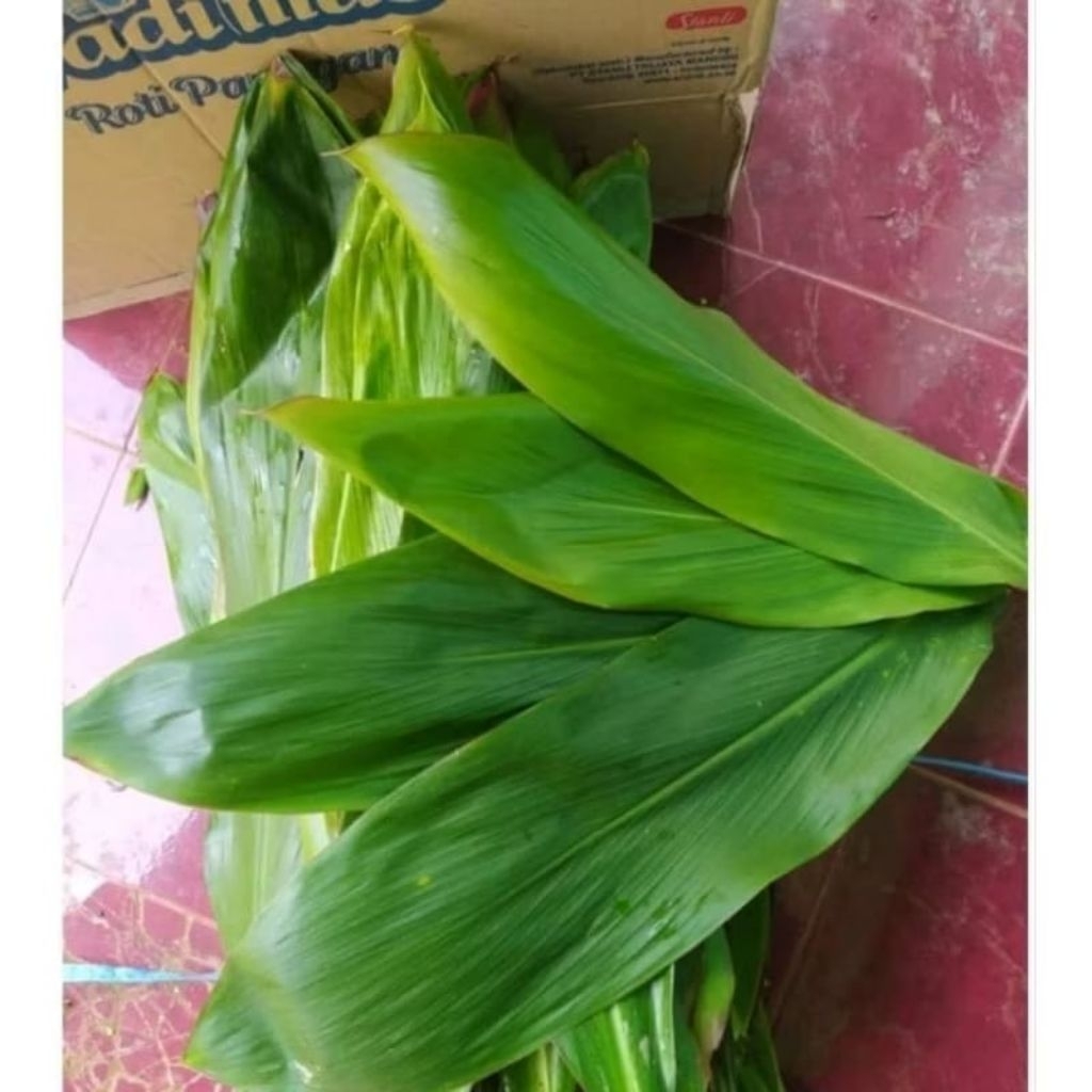 daun hanjuang 1kg daun hanjuang segar di petik langsung siap kirim