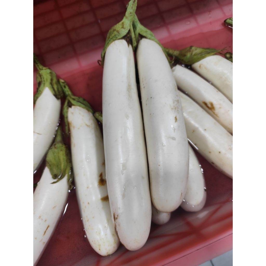 Terong putih asli kalimantan per kg