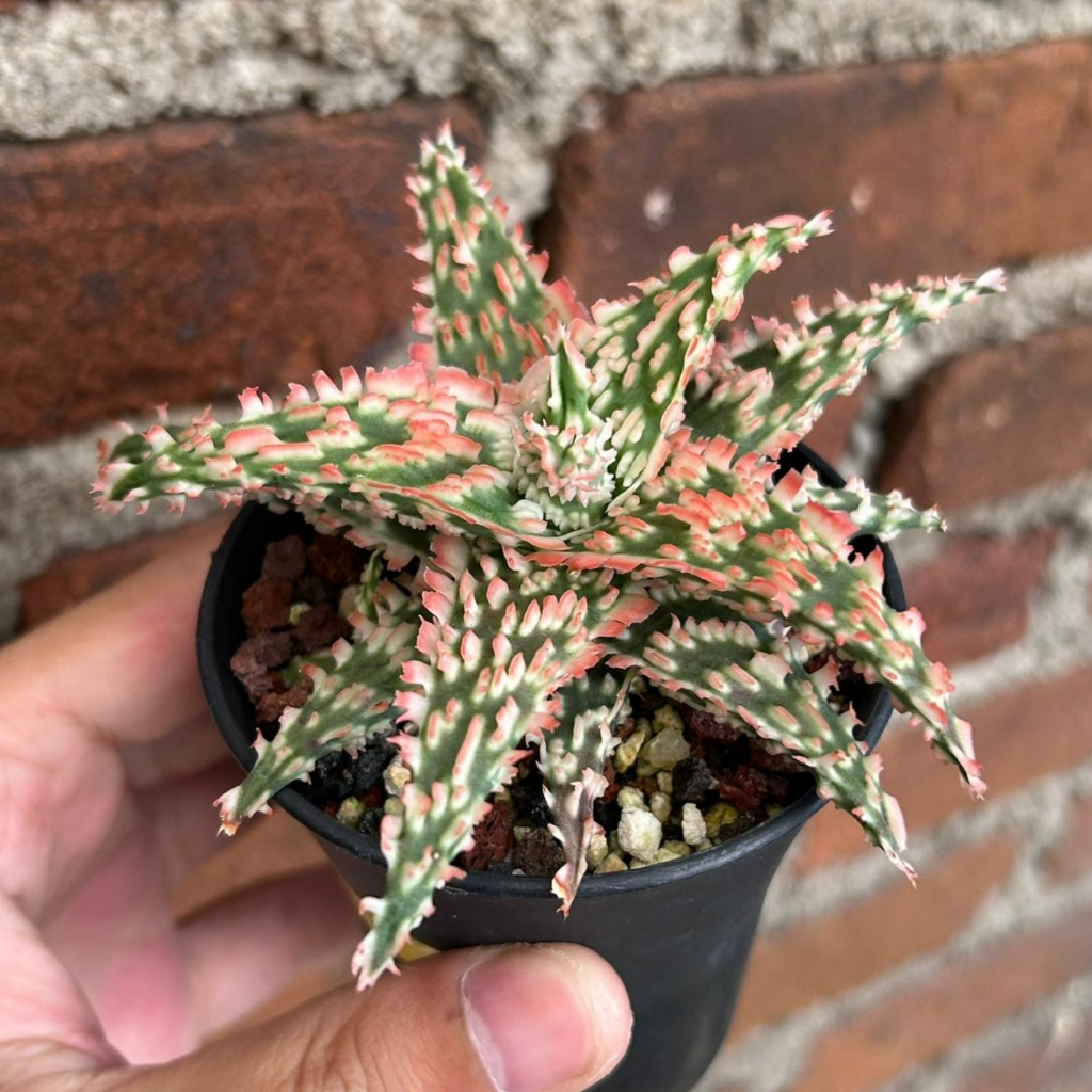 Aloe hybrid seedling TJS-009 - tanaman hibrid sukulen rare