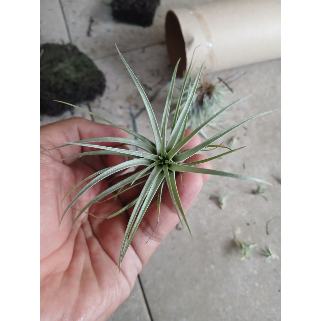 Tillandsia utriculata var. pringlei