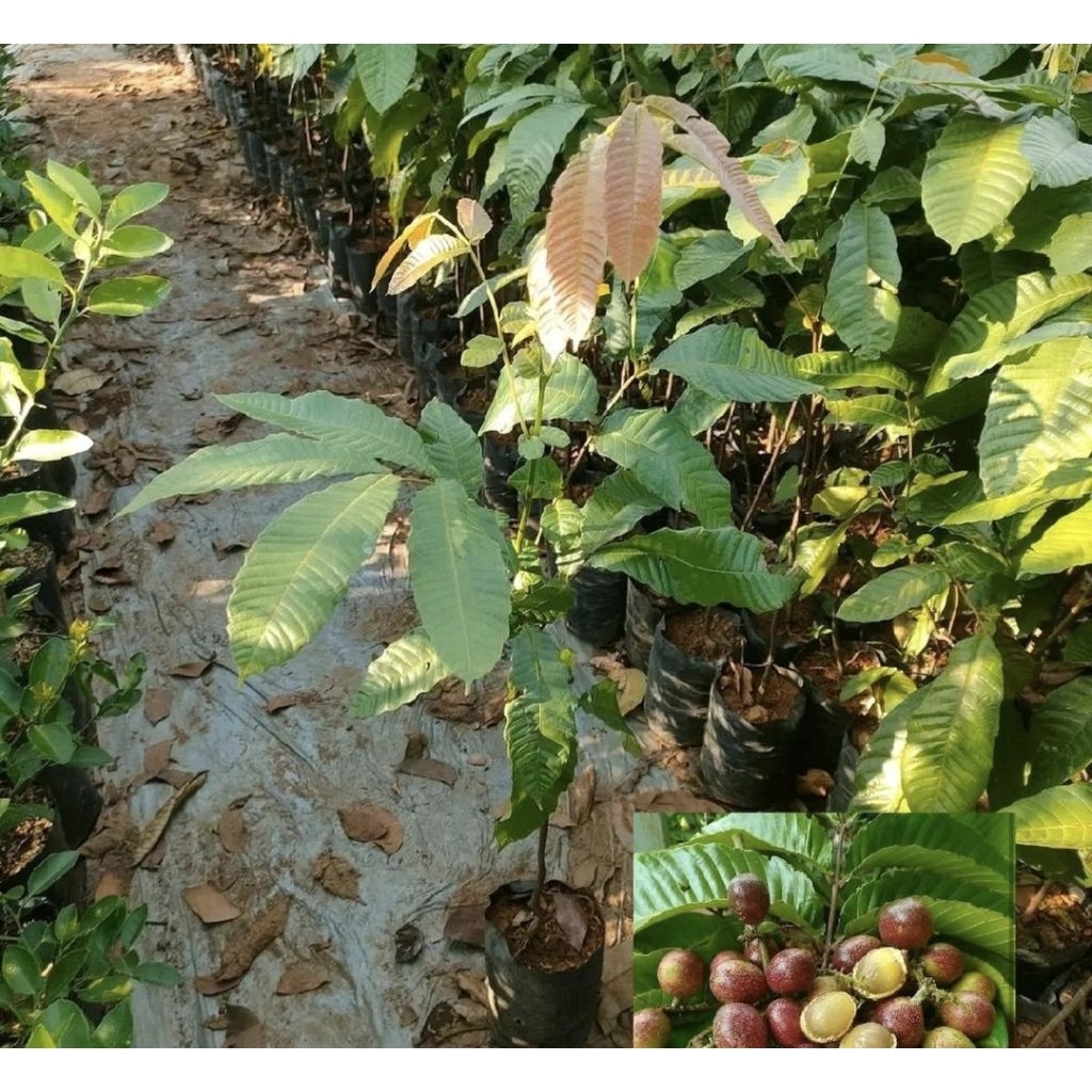 Pohon Matoa Bibit Tanaman Pohon Buah Matoa