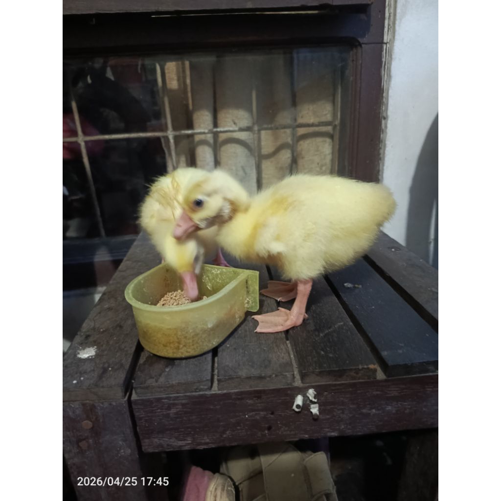 anak soang / angsa