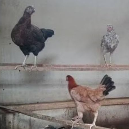indukan ayam kampung KUB 2 sudah bertelur