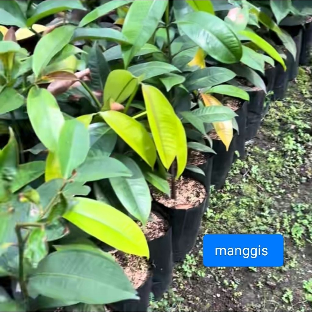Bibit pohon manggis okulasi stek cepat berbuah tinggi 70cm up