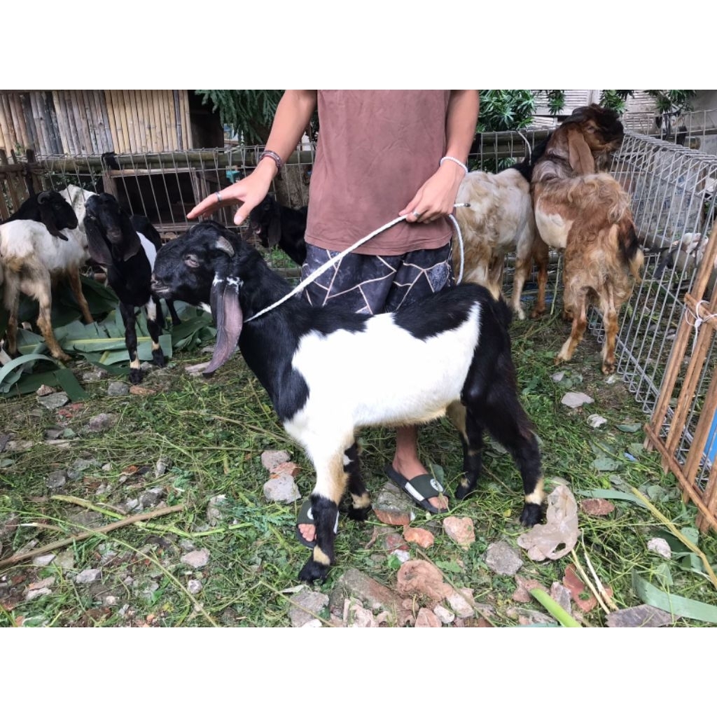 Kambing Kurban Murah