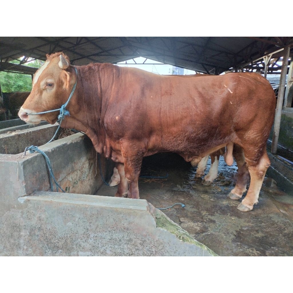 Sapi kurban
