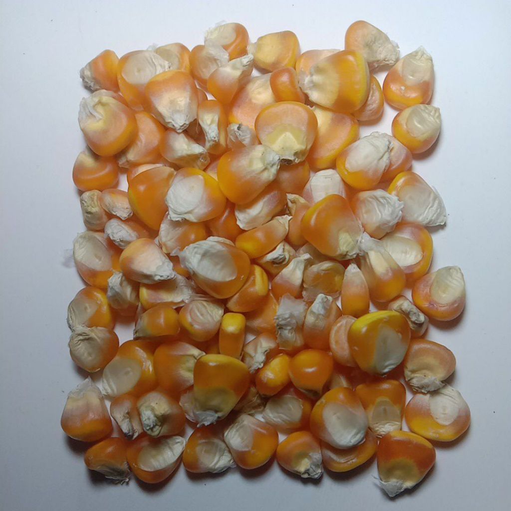 jagung pakan ayam jagung merpati jagung giling pakan ayam