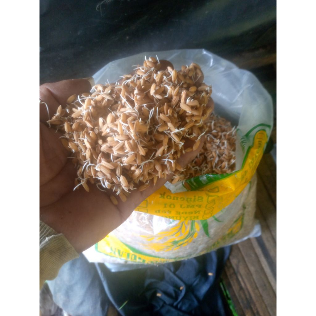 BENIH PADI MR 337. Kmasan 5 kg