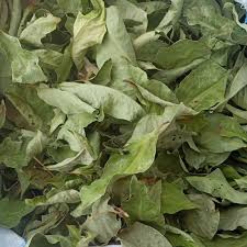 Daun Salam Kering 1kg - DAUN SALAM - BUMBU DAPUR  - HERBAL