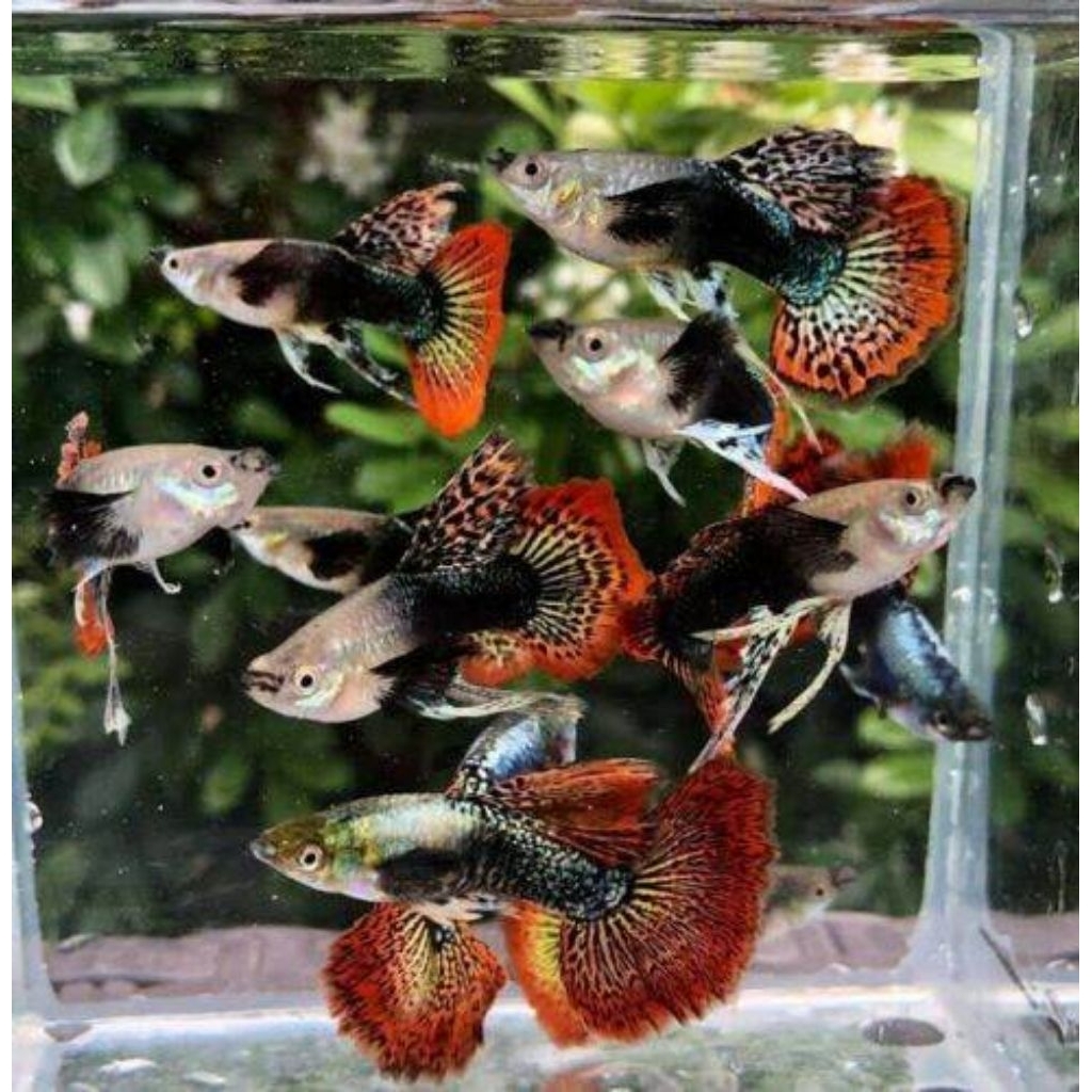 TERMURAH, Guppy red dragon