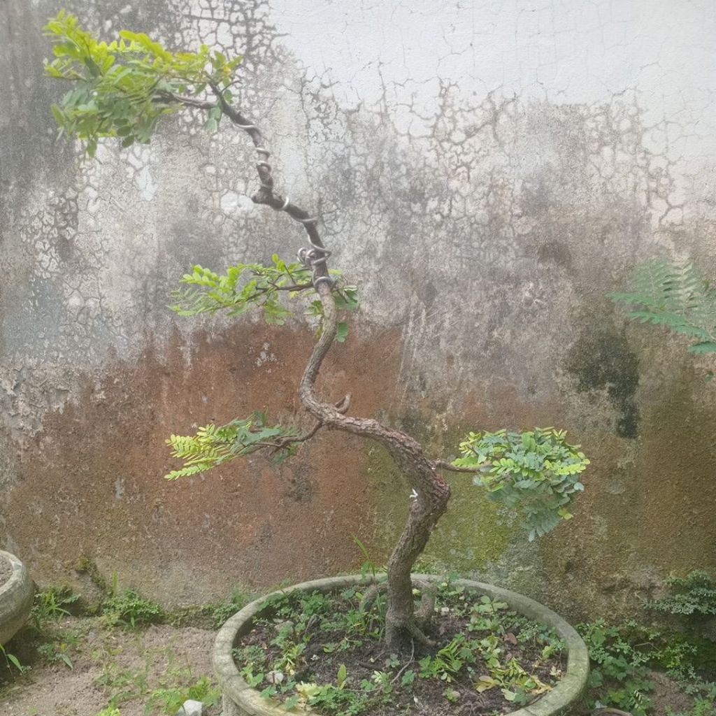 bonsai asam jawa