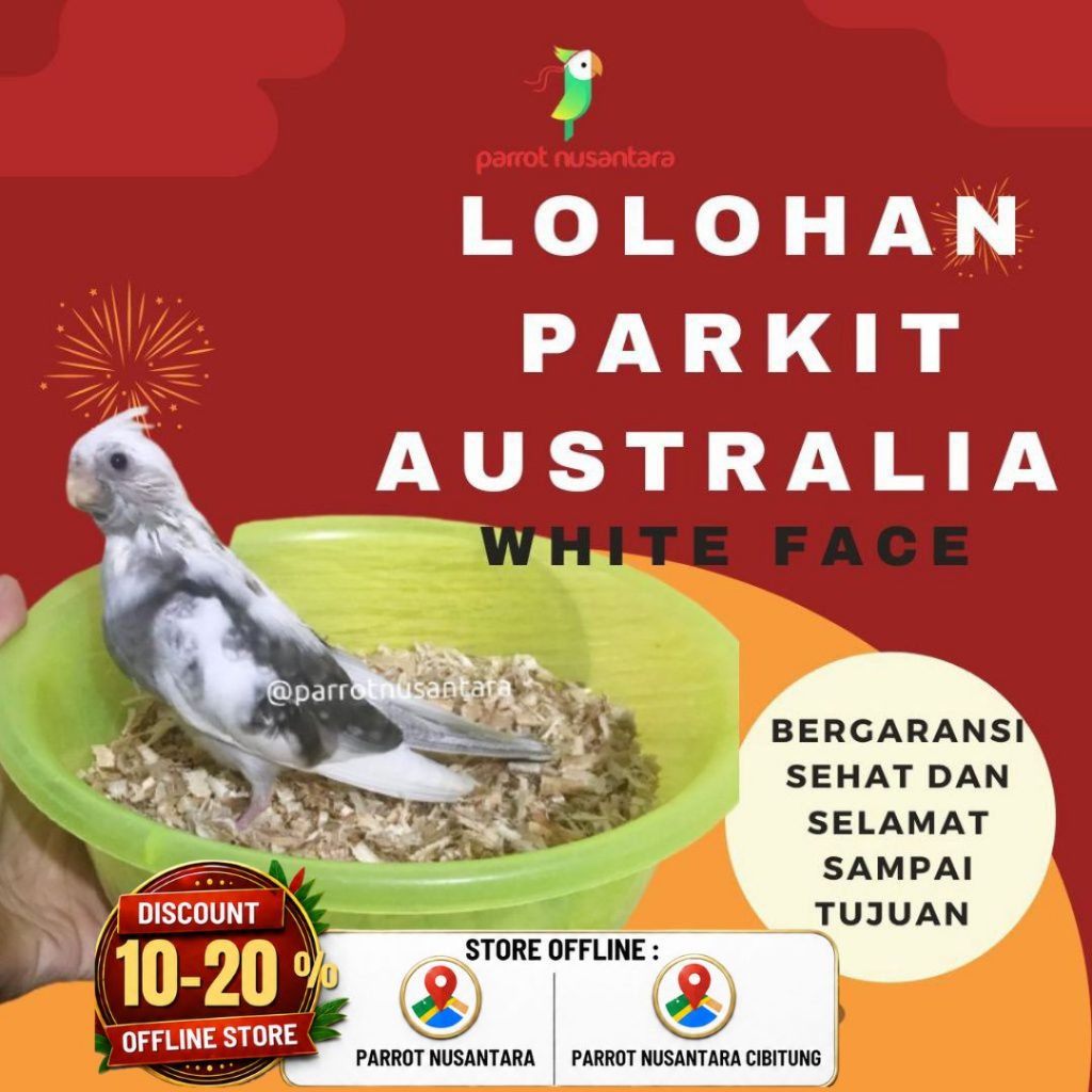 burng parrot lolohan anakan falk parkit australia cockatiel white face