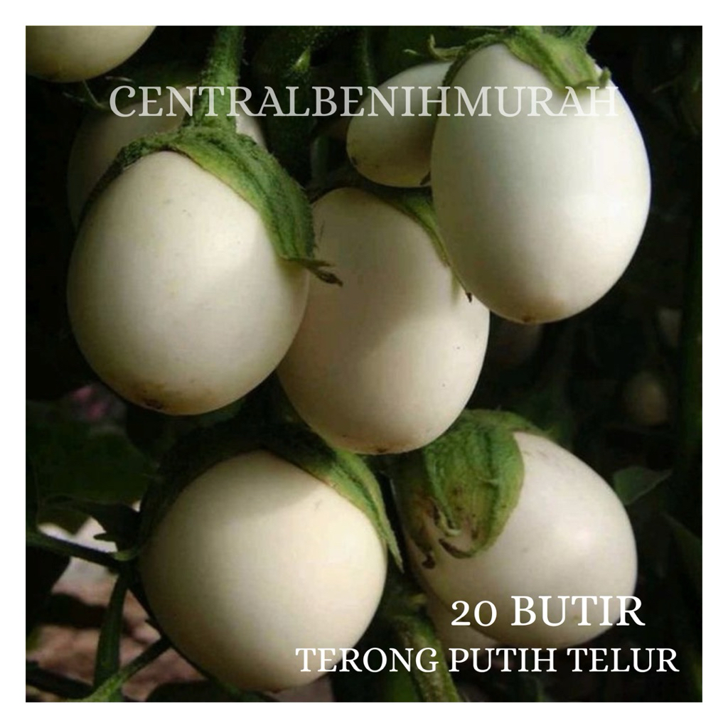 20 BUTIR BENIH TANAMAN TERONG TELUR PUTIH