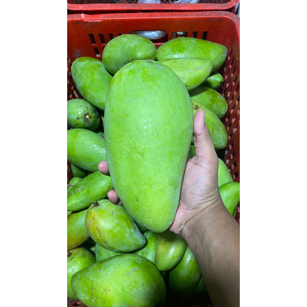 Mangga Muda Kyojai Thailand Baby Kyojai Ukuran Kecil FRESH
