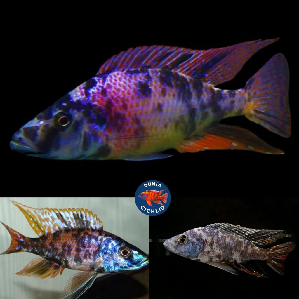 OB Jendral Cichlid