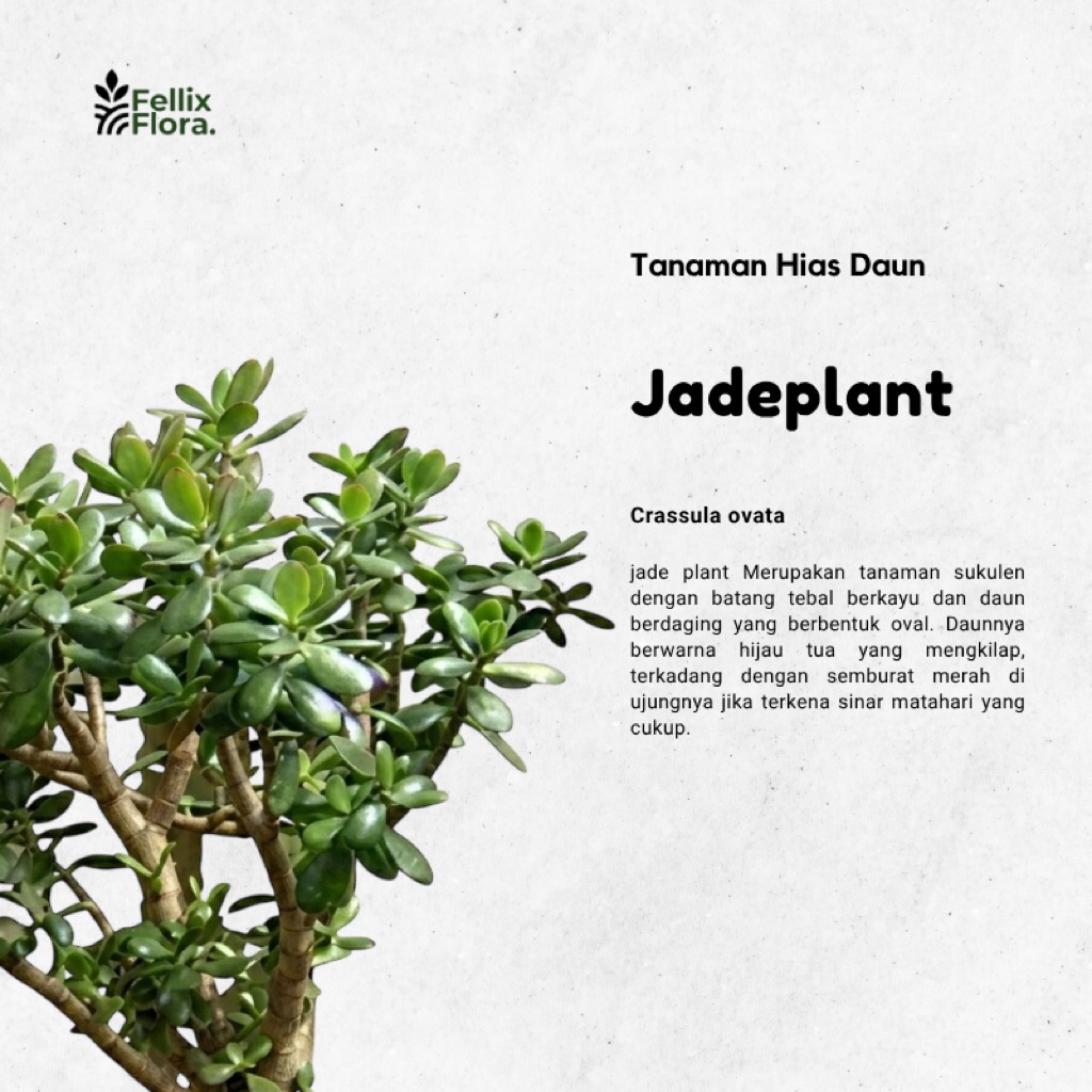 Tanaman Hias Jade Plant / Tanaman Giok - Crassula Ovata - Bahan Bonsai