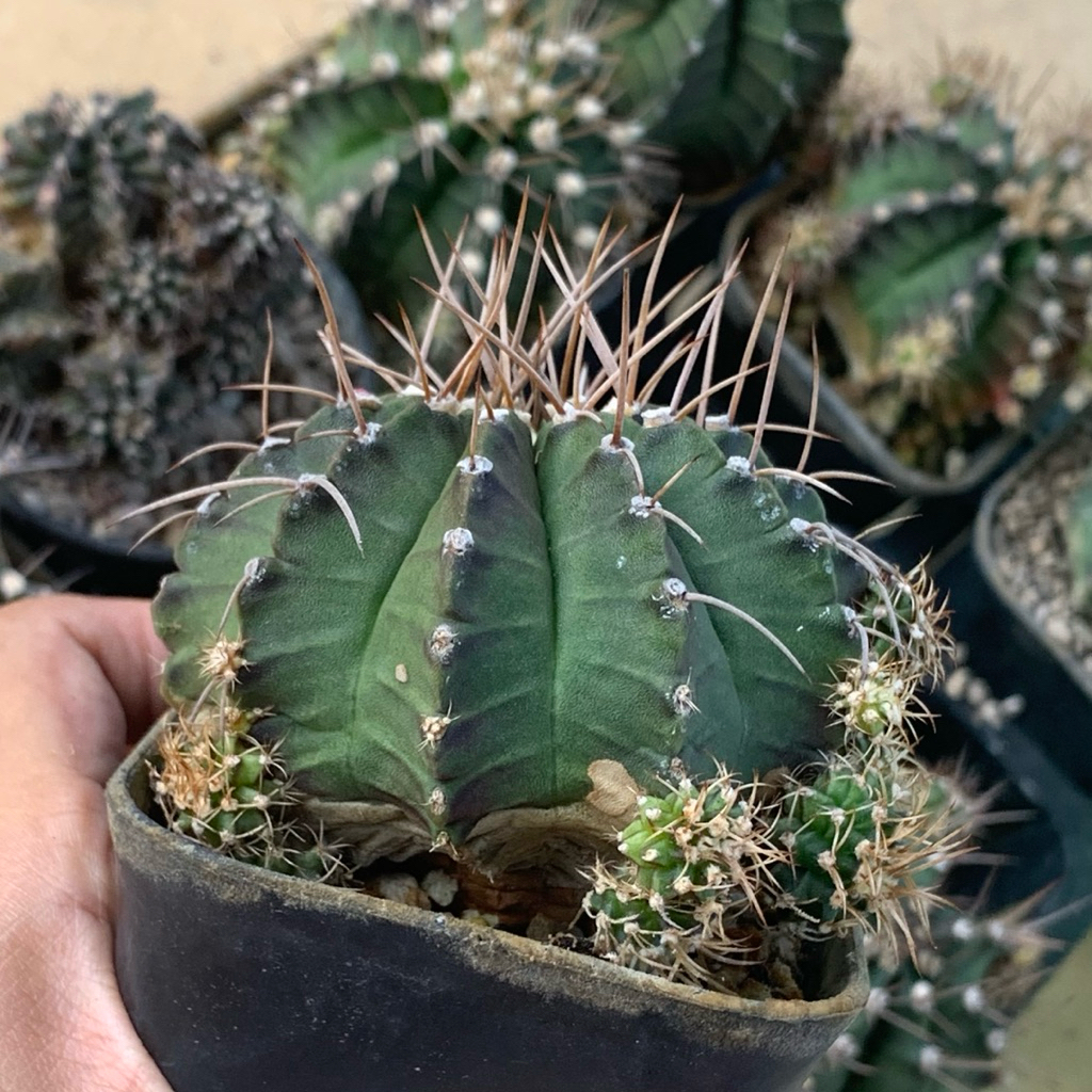 N11 gymnocalycium  jumbo kaktus gymno miha mihanovichii hybrid tanaman hias gurun hidup hobby hobi h