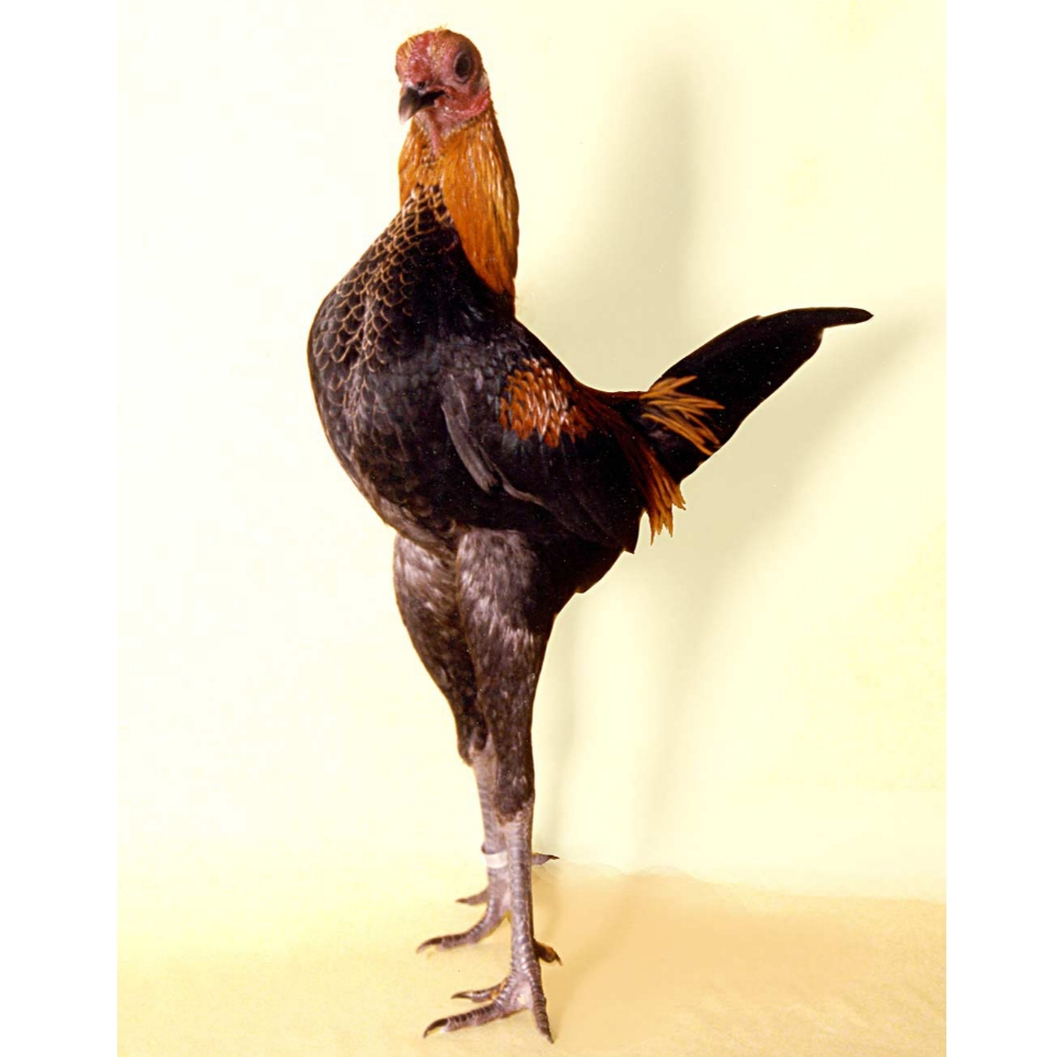 Ayam Kate Asli Bantam Mini MGB Modern Game Betina