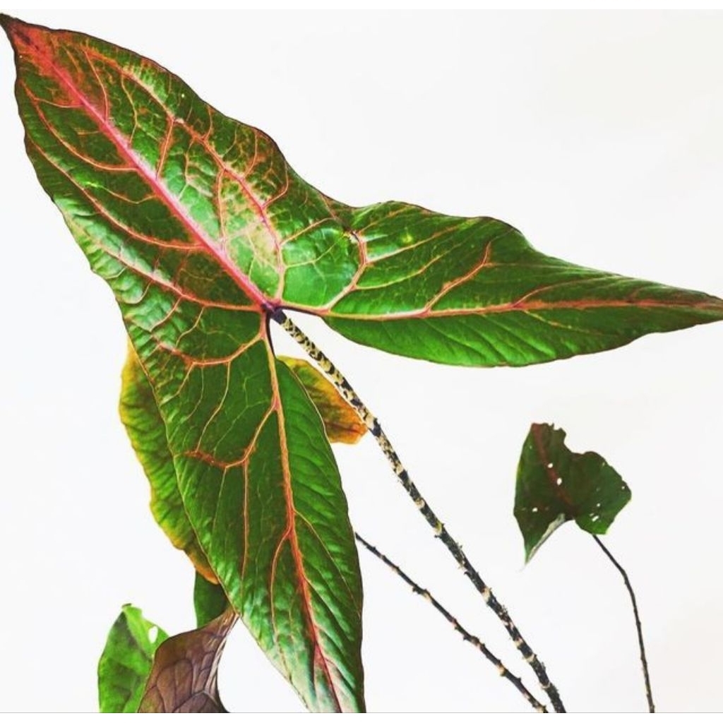 Tanaman hias alocasia black jack - keladi papua F1