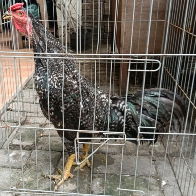 Ayam Jantan Birma x Bangkok x Cemani Arafarm