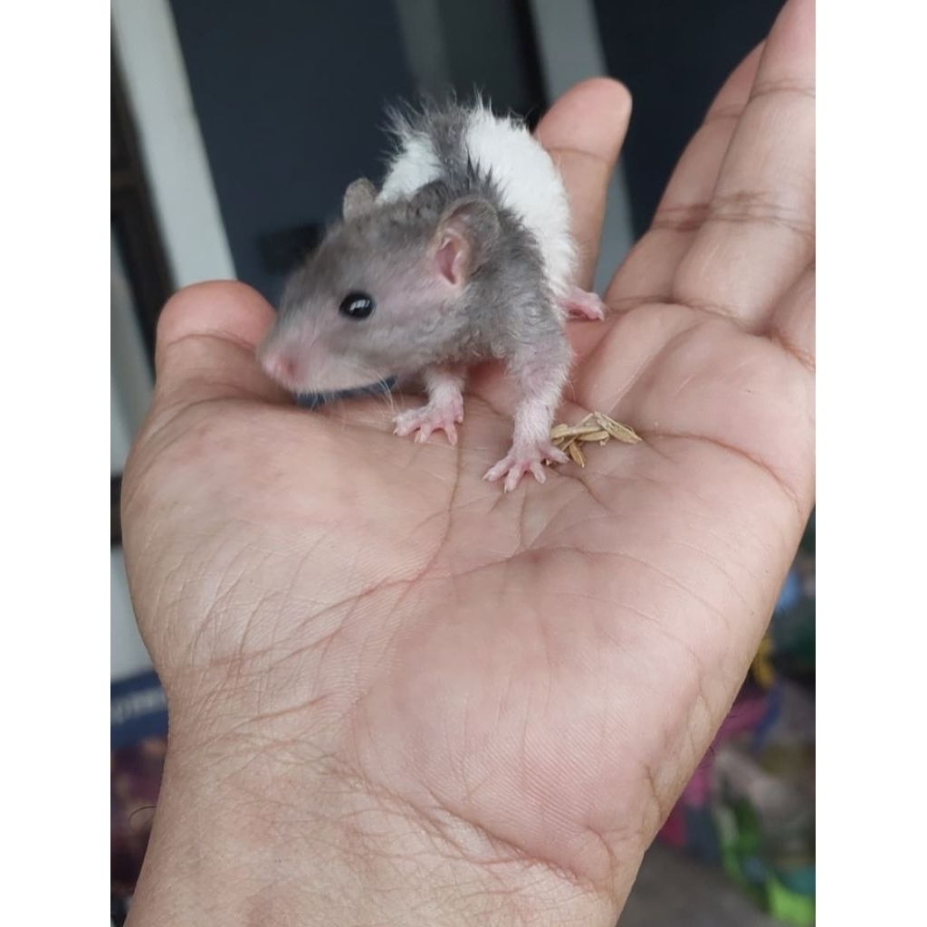 Fancy Rat (Mix Dumbo x Rat Hairless)