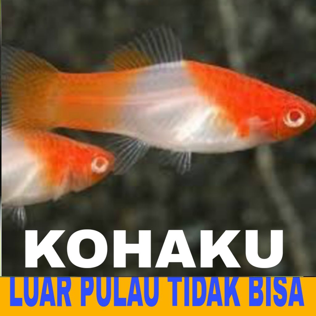 platy kohaku 10 pcs