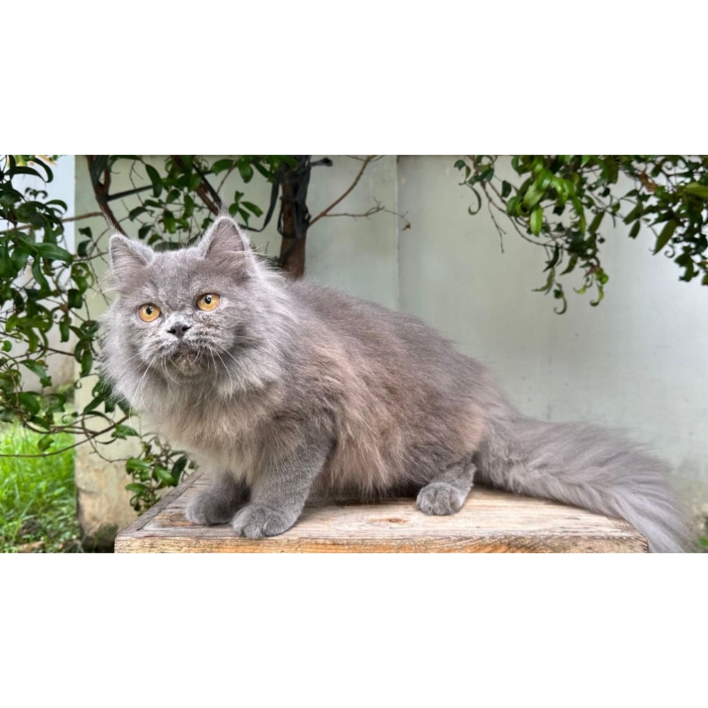 KUCING PERSIA FLATNOSE JANTAN 5 BULAN ABU SOLID
