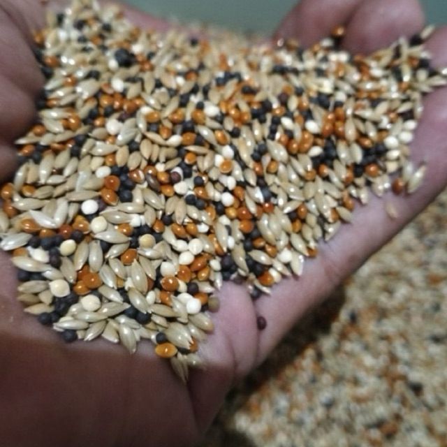 Kenari seed racikan juara campur biji sawi hitam, merah, untuk burung kenari, Finch dll berat 1kg