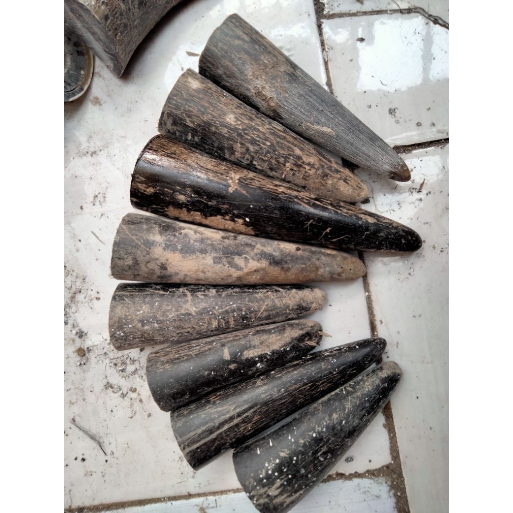 pucuk tanduk kerbau asli padat 8-10cm