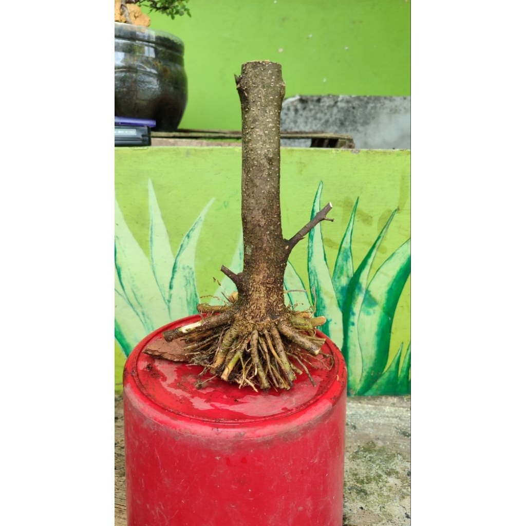 bonsai Anting putri prokar
