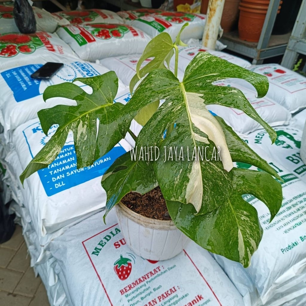 Tanaman hias Monstera Variegata / Gambar asli No edit / Tanaman sudah jadi / siap pajang / bukan ben