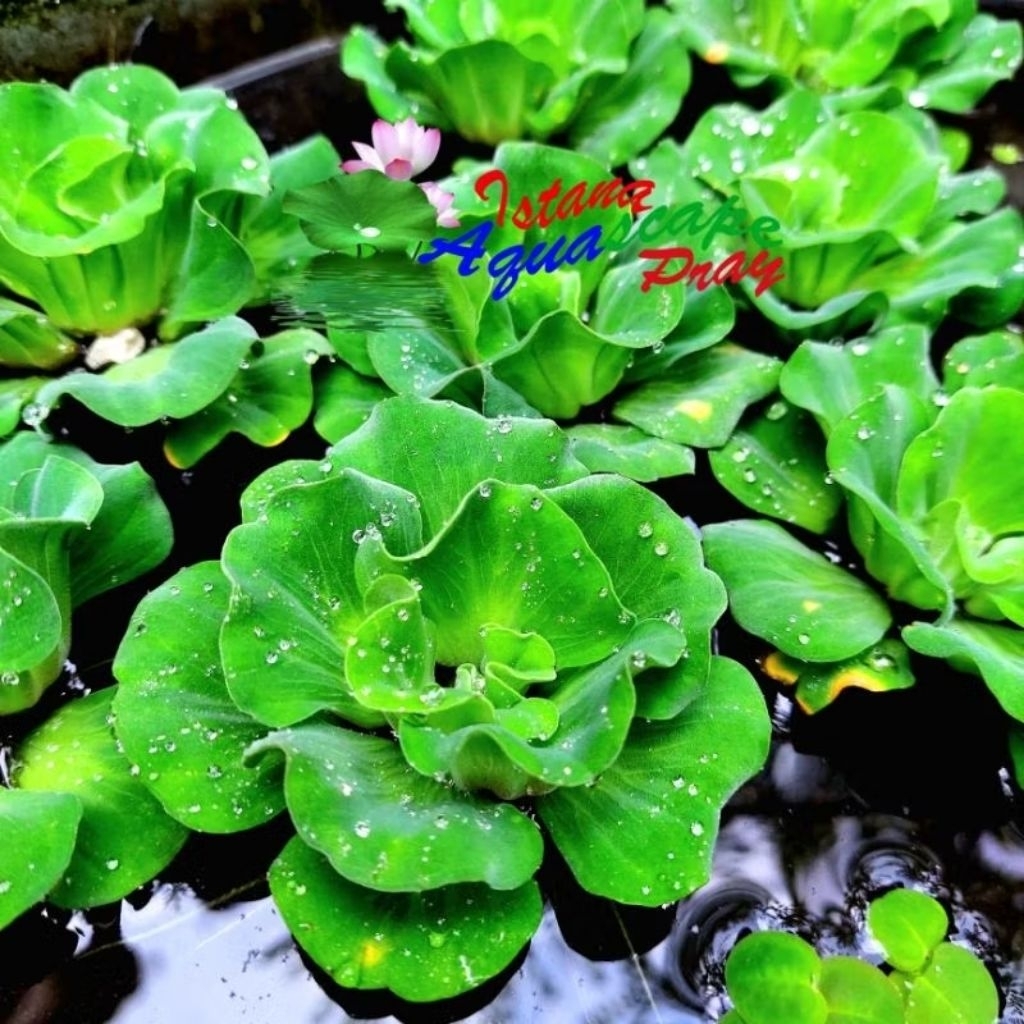 Kiambang Kapu-Kapu Rose Mawar M
