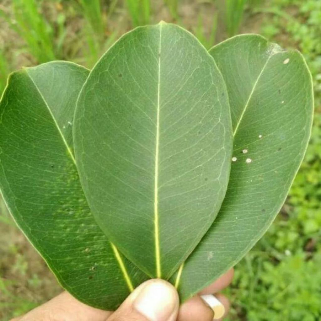 daun juwet/duwet/jamblang segar 100 lembar