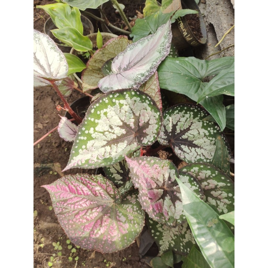 paket begonia